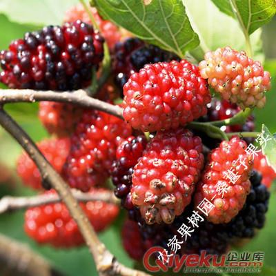 桑樹種子飼養(yǎng)蠶的{zh0}植物桑葚子營養(yǎng)價植極高桑葚原始圖片2