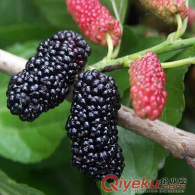 桑樹種子飼養(yǎng)蠶的{zh0}植物桑葚子營養(yǎng)價植極高桑葚原始圖片3