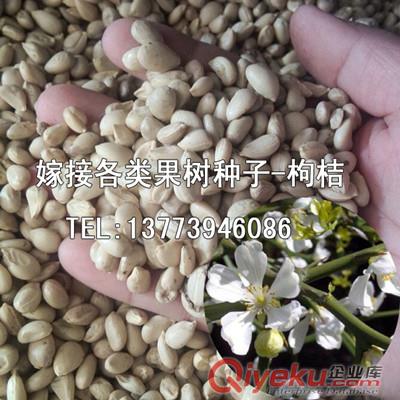 綠化苗木中的經典主題紫薇苗1-2公分粗百日紅樹苗量大