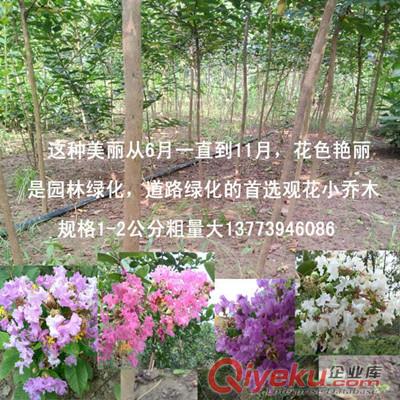 高丹草豬吃不吃有什么牧草產(chǎn)量高適口性好豬喜歡吃呢