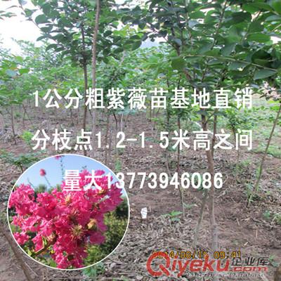 綠化苗木中的經典主題紫薇苗1-2公分粗百日紅樹苗量大原始圖片2