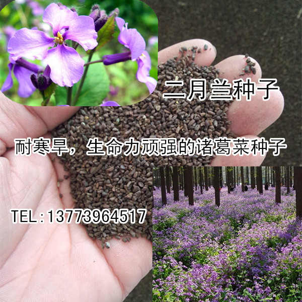 供應(yīng)二月蘭種子批發(fā)紫金草籽種諸葛菜種子菜子花地被植物種子