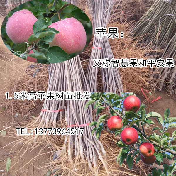 供應(yīng)蘋果樹苗批發(fā)1.5米高智慧果樹苗平安果苗大量批發(fā)農(nóng)戶價(jià)