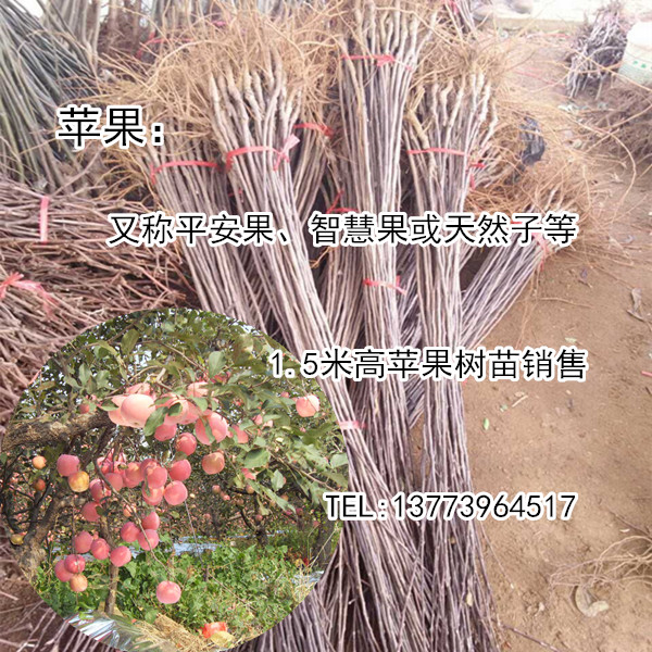 供應(yīng)蘋果樹苗批發(fā)1.5米高智慧果樹苗平安果苗大量批發(fā)農(nóng)戶價(jià)