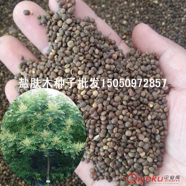 枸桔種子做籬笆最適合鐵籬寨種子臭杞種嫁接各類果樹種