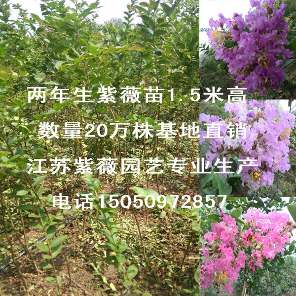 大量供应一年生紫薇苗道路绿化专用观花小乔木百红包成活发货