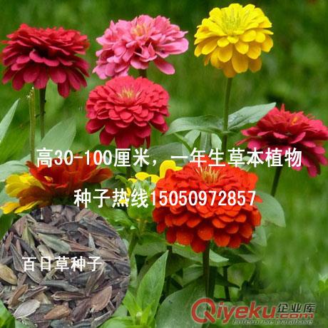 未來(lái)綠化市場(chǎng)瘋找苗木白花木槿一次種植終身受益