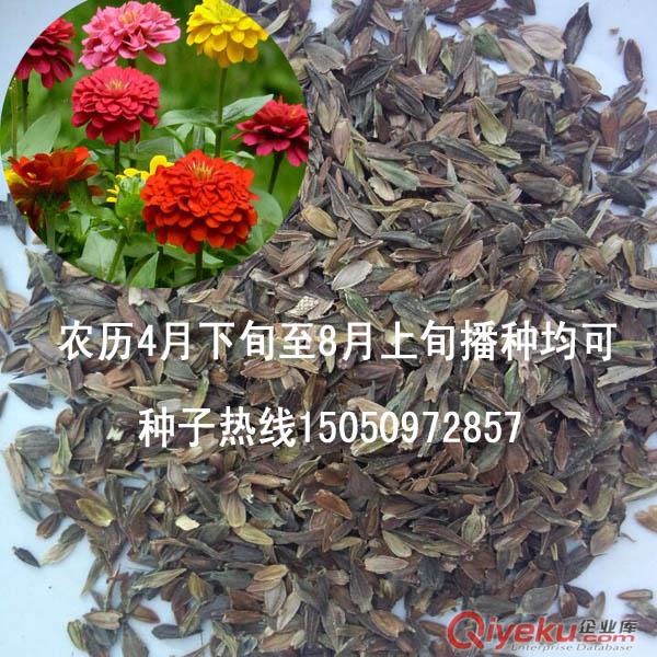 批發花草種子百日草多顏色花卉對葉菊花種子包郵花種子原始圖片2