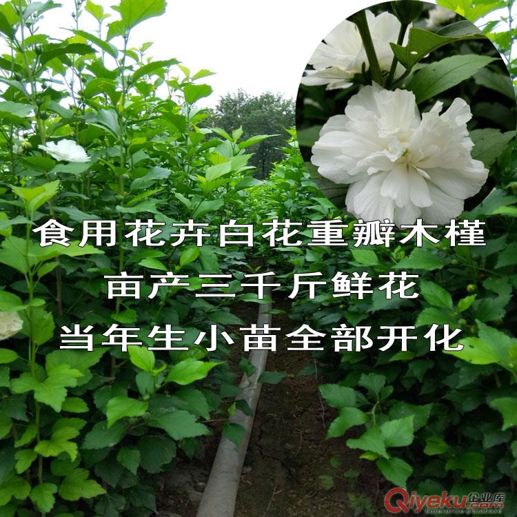 觀賞葵花籽包郵向日葵種子生態(tài)農(nóng)業(yè)發(fā)展必種花卉