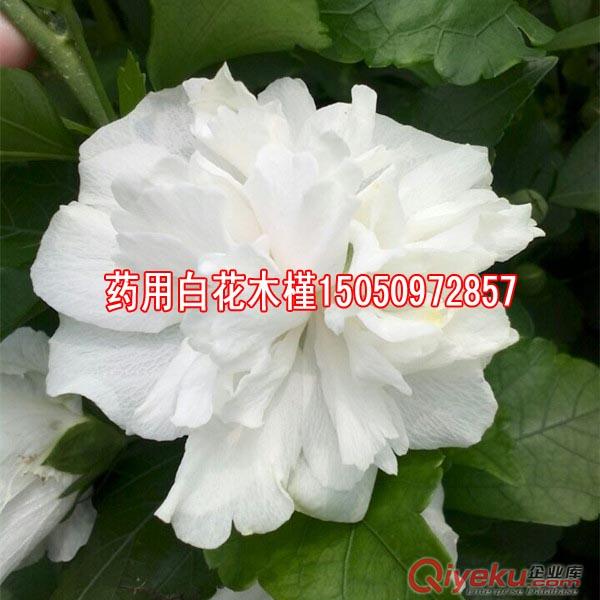 未來(lái)綠化市場(chǎng)瘋找苗木白花木槿一次種植終身受益原始圖片2