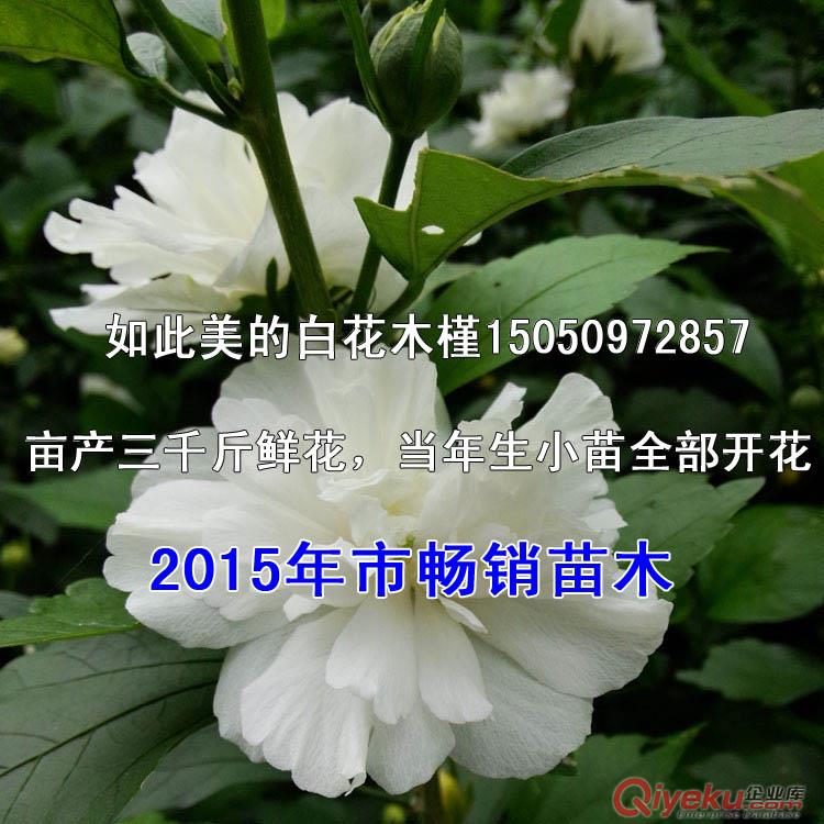 未來(lái)綠化市場(chǎng)瘋找苗木白花木槿一次種植終身受益原始圖片3