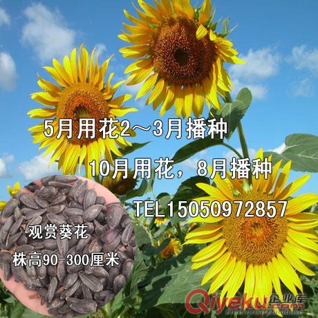 觀賞葵花籽包郵向日葵種子生態(tài)農(nóng)業(yè)發(fā)展必種花卉