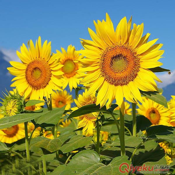 觀賞葵花籽包郵向日葵種子生態(tài)農(nóng)業(yè)發(fā)展必種花卉原始圖片2