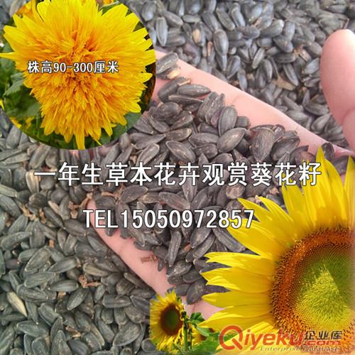 觀賞葵花籽包郵向日葵種子生態(tài)農(nóng)業(yè)發(fā)展必種花卉原始圖片3