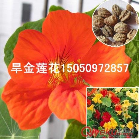 觀賞葵花籽包郵向日葵種子生態(tài)農(nóng)業(yè)發(fā)展必種花卉