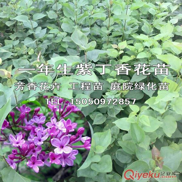 包成活發貨紫丁香苗庭院別墅芳香花卉丁香花小苗50厘米高原始圖片2