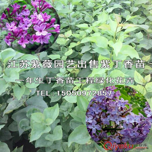 包成活發貨紫丁香苗庭院別墅芳香花卉丁香花小苗50厘米高原始圖片3