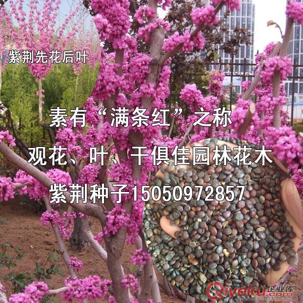 包成活發貨紫丁香苗庭院別墅芳香花卉丁香花小苗50厘米高