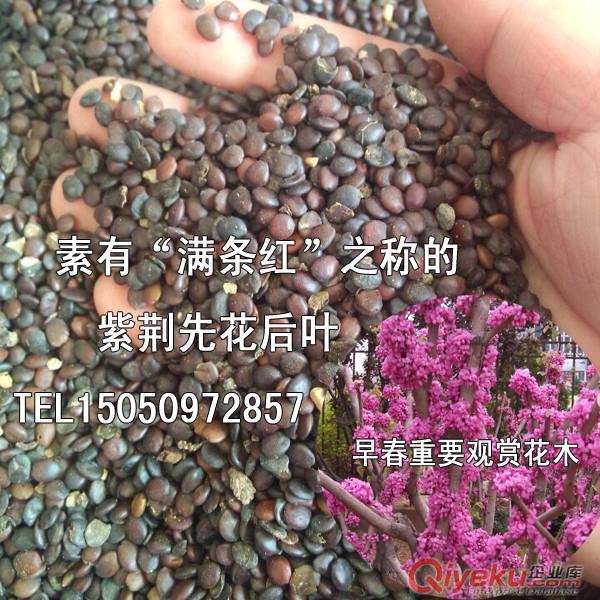 籮筐樹種子批發紫珠花早春開紅紫色花故又名紫荊園林重要觀賞樹種原始圖片2