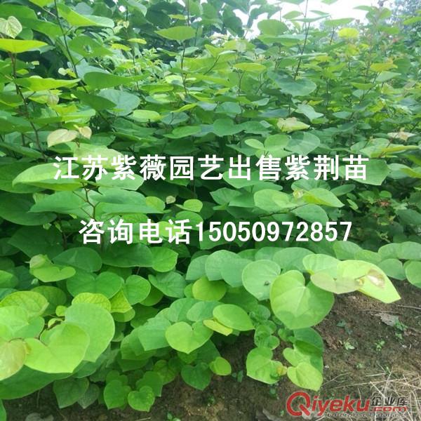 籮筐樹種子批發紫珠花早春開紅紫色花故又名紫荊園林重要觀賞樹種原始圖片3