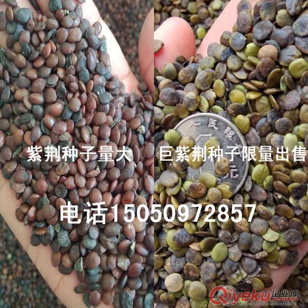 巨紫荊種子無法替代的觀花鄉(xiāng)土喬木巨紫荊新巨紫荊種子原始圖片3