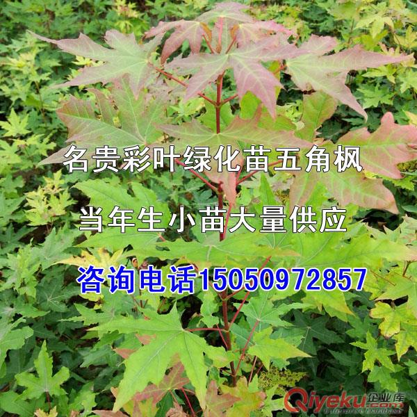 巨紫荊種子無法替代的觀花鄉(xiāng)土喬木巨紫荊新巨紫荊種子