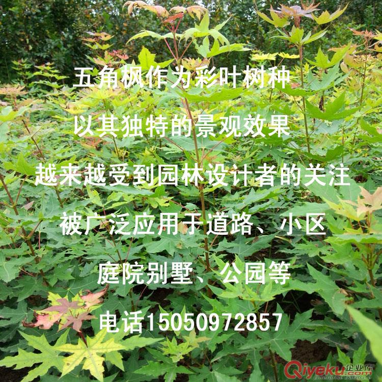 批發(fā)耐寒抗旱樹種五角槭樹苗觀賞效果蓖美紅楓五角楓小苗原始圖片2