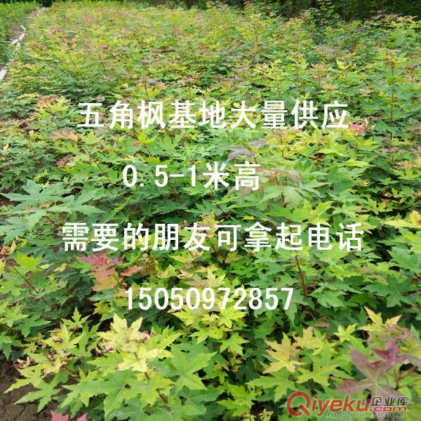批發(fā)耐寒抗旱樹種五角槭樹苗觀賞效果蓖美紅楓五角楓小苗原始圖片3