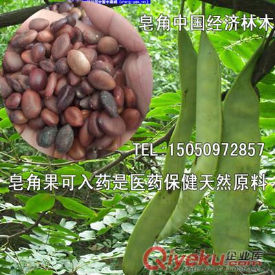 批發(fā)耐寒抗旱樹種五角槭樹苗觀賞效果蓖美紅楓五角楓小苗