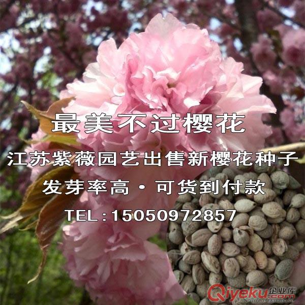 藥用皂角種子新大皂角樹種先驗貨后付款皂莢樹種子包發芽