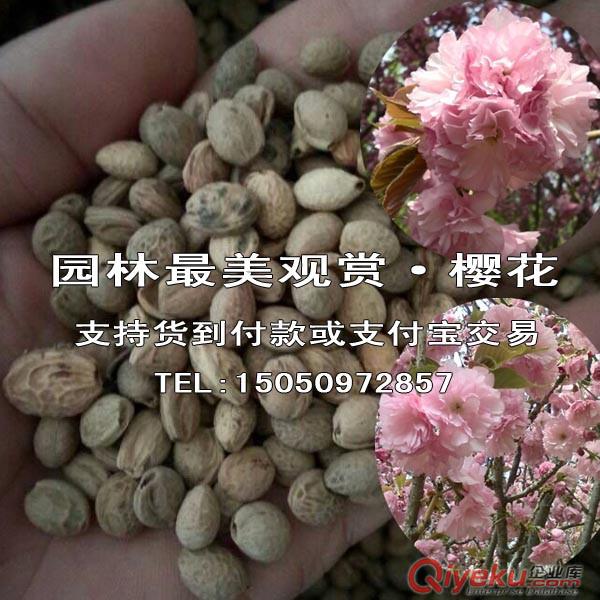 新采櫻花種子晚櫻花樹種子先驗貨后付款日本浪漫櫻花籽原始圖片2