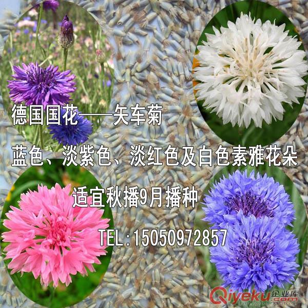 新采櫻花種子晚櫻花樹種子先驗貨后付款日本浪漫櫻花籽