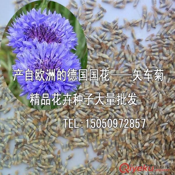 產(chǎn)自歐洲的矢車菊種子矢車菊花種子藍(lán)粉色混色草本花卉原始圖片2