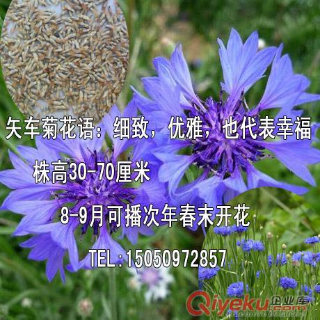 產(chǎn)自歐洲的矢車菊種子矢車菊花種子藍(lán)粉色混色草本花卉原始圖片3