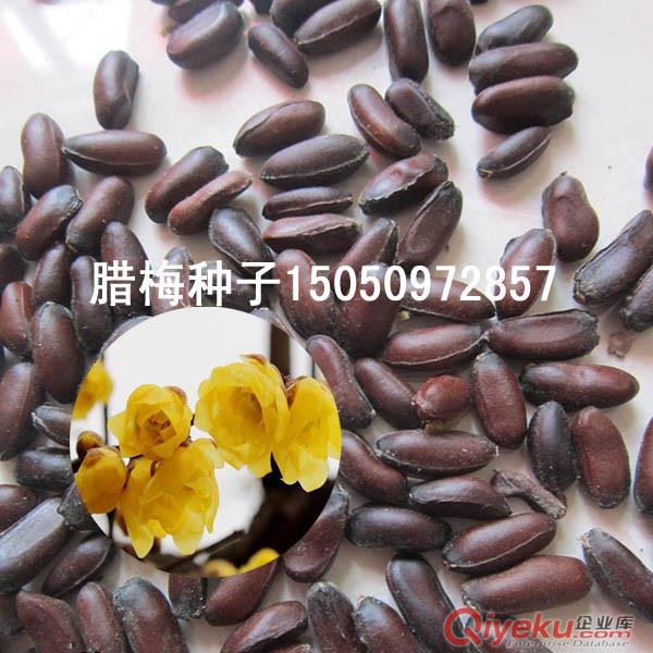 產(chǎn)自歐洲的矢車菊種子矢車菊花種子藍(lán)粉色混色草本花卉