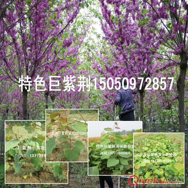 前景較好北方觀花大喬木巨紫荊江蘇基地{wy}zz巨紫荊小苗出售原始圖片2