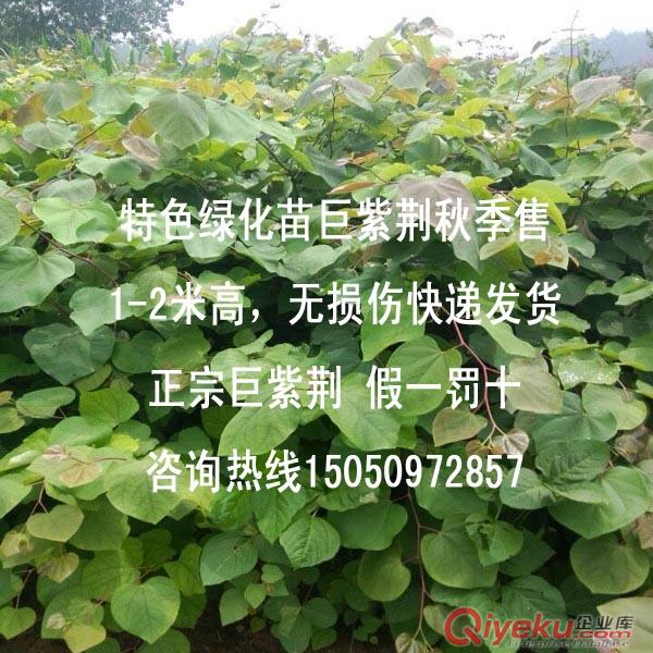 前景較好北方觀花大喬木巨紫荊江蘇基地{wy}zz巨紫荊小苗出售原始圖片3