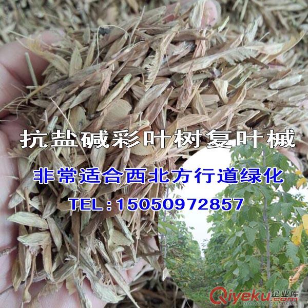 前景較好北方觀花大喬木巨紫荊江蘇基地{wy}zz巨紫荊小苗出售