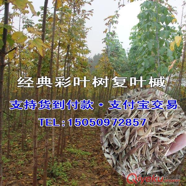 耐寒耐旱復葉槭種子發展前景廣闊復葉槭籽西北方綠化樹種原始圖片2