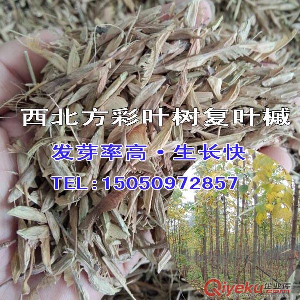 耐寒耐旱復葉槭種子發展前景廣闊復葉槭籽西北方綠化樹種原始圖片3