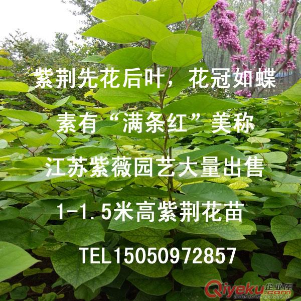 新采黃花槐種子槐樹(shù)種子黃槐種子金藥樹(shù)豆槐種子熱帶風(fēng)景樹(shù)