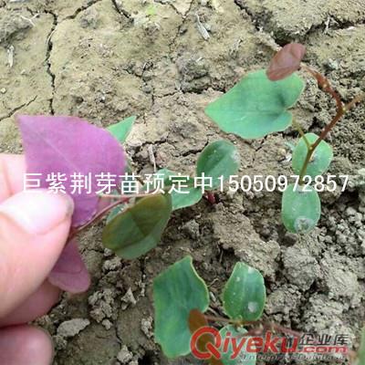 宿遷批發一年生紫荊苗早春觀花苗滿條紅小苗綠化花卉