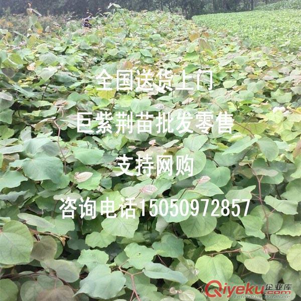 沭陽(yáng)專業(yè)生產(chǎn)巨紫荊幼苗巨紫荊小苗2015gd苗木1萬(wàn)株起5毛一株原始圖片2