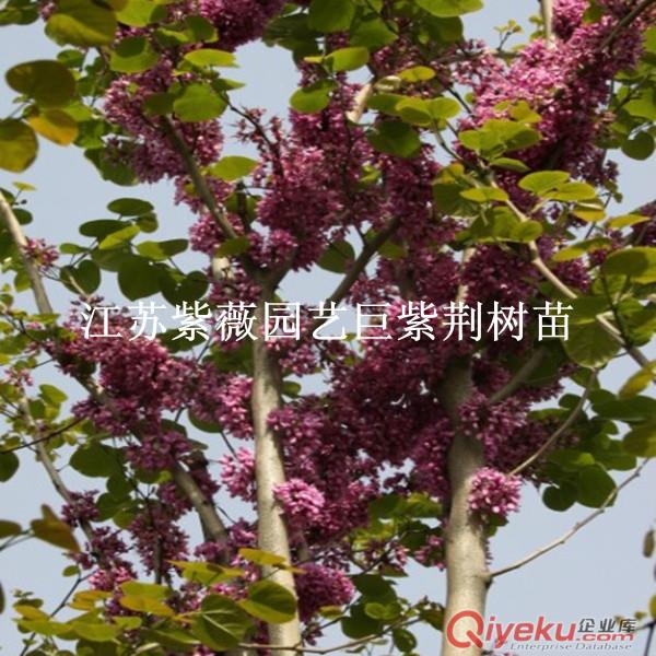 沭陽(yáng)專業(yè)生產(chǎn)巨紫荊幼苗巨紫荊小苗2015gd苗木1萬(wàn)株起5毛一株原始圖片3