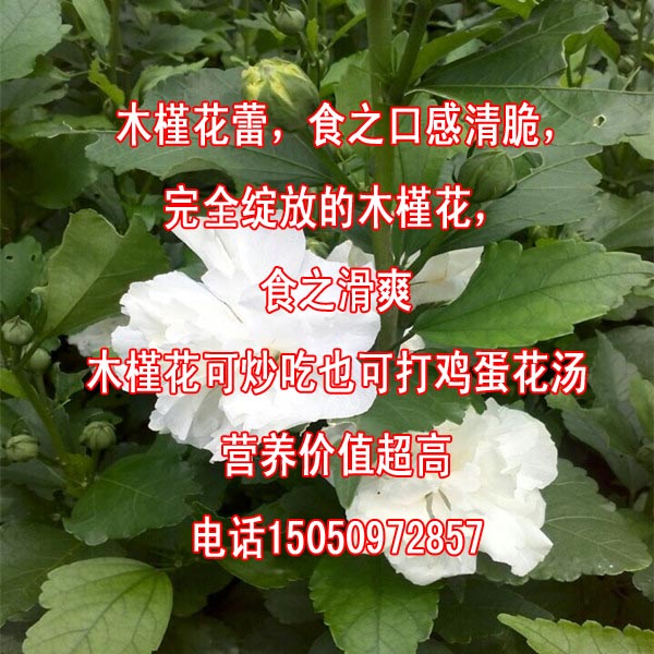 1.5公分粗白木槿苗当年开花食用药用木槿白花苗包成活发货