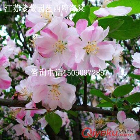 喬灌木臘梅苗寒冬開(kāi)花一年生籽播臘梅小苗優(yōu)質(zhì)蠟花苗全國(guó)快遞發(fā)苗