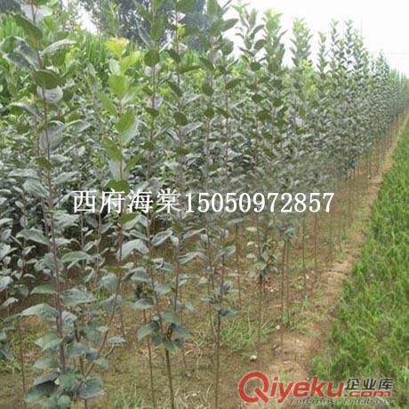 風景樹苗西府海棠1-2米高貨源充足全國快遞發苗海棠樹苗工程苗原始圖片2