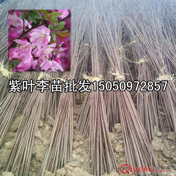 風景樹苗西府海棠1-2米高貨源充足全國快遞發苗海棠樹苗工程苗