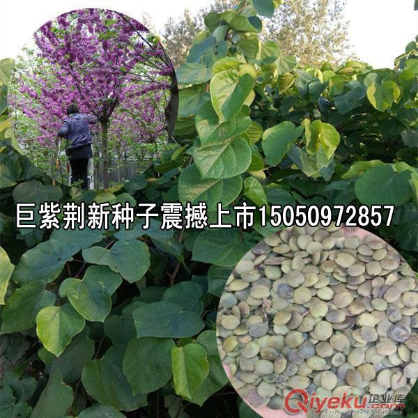 2米高紫葉李苗批發工程綠化苗紅葉李園林彩色綠化用苗包成活發苗
