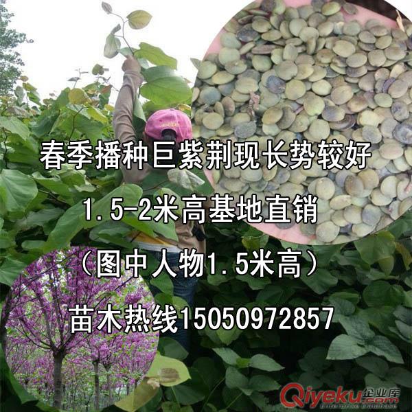zz暗綠色巨紫荊種子優質野生資源巨紫荊樹種苗農種植前景光明 原始圖片2